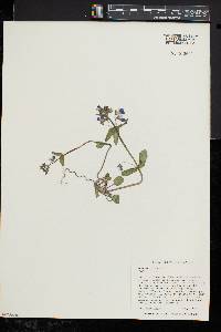 Collinsia verna image