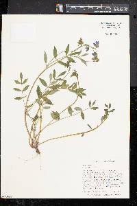 Polemonium reptans image