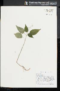 Circaea canadensis image