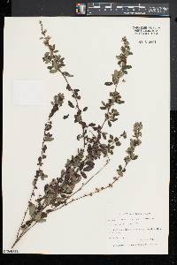 Lespedeza intermedia image