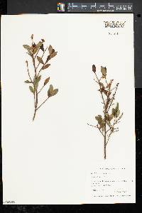 Vaccinium angustifolium image