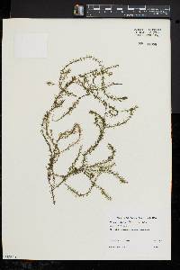 Elodea nuttallii image