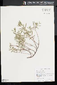 Hypericum densiflorum image