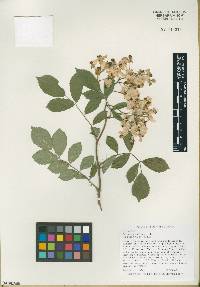 Rosa multiflora image