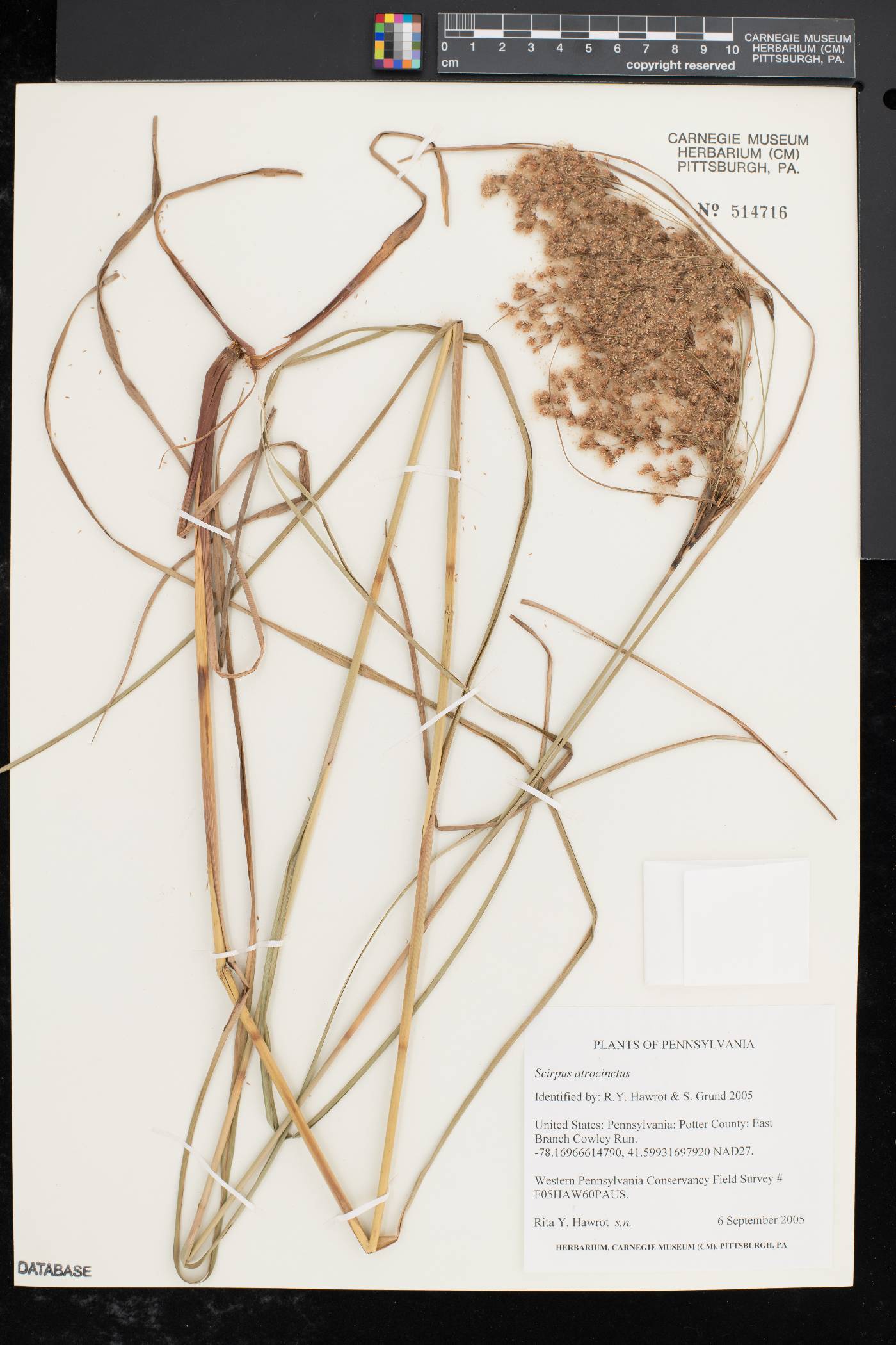 Scirpus atrocinctus image