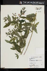 Scutellaria galericulata image