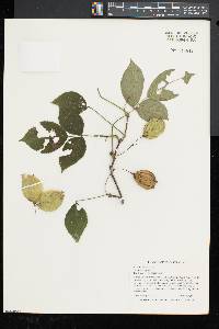 Staphylea trifolia image