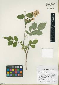 Rosa multiflora image