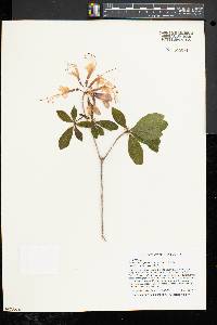 Rhododendron periclymenoides image