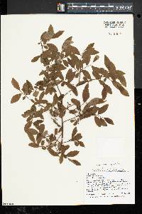 Vaccinium angustifolium image