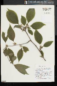 Ilex montana image