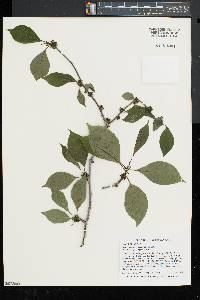 Ilex montana image