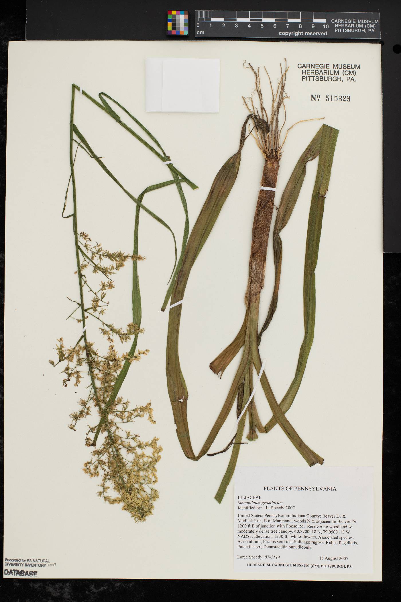 Stenanthium gramineum image