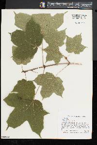 Acer nigrum image