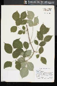 Staphylea trifolia image