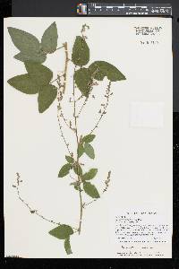 Desmodium canescens image