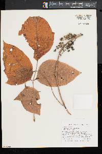 Toxicodendron radicans subsp. radicans image