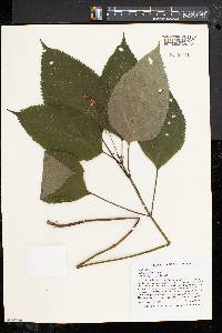 Collinsonia canadensis image