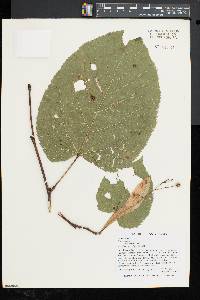 Tilia americana var. americana image