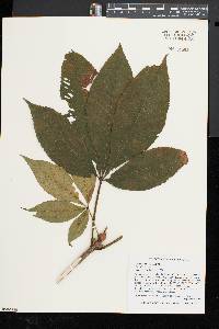 Aesculus flava image