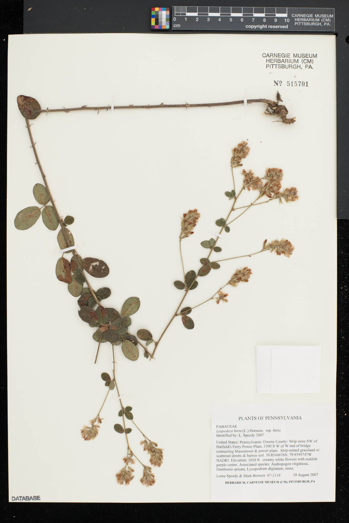 Lespedeza hirta subsp. hirta image