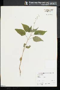 Circaea canadensis image