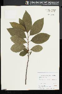 Rhamnus alnifolia image