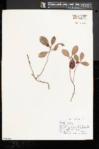 Gaultheria procumbens image