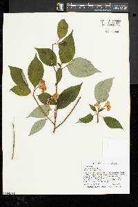 Cornus alternifolia image