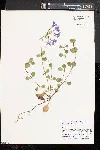 Phlox stolonifera image