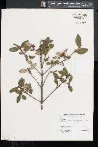 Shepherdia canadensis image