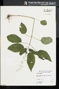 Circaea canadensis image