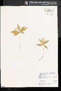 Trientalis borealis image