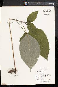 Collinsonia canadensis image