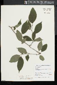 Ilex montana image