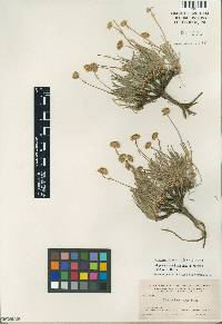 Erigeron linearis image