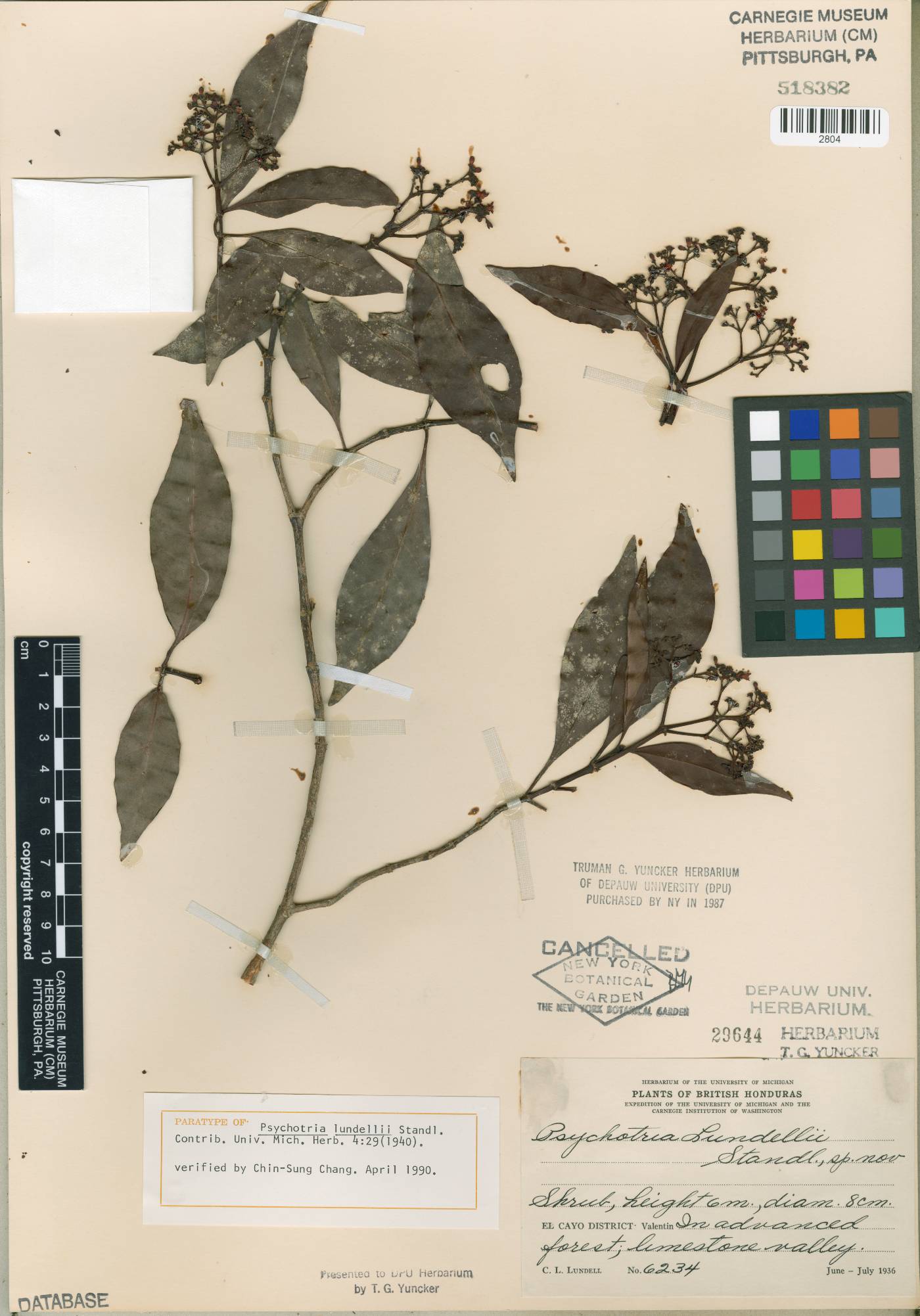 Psychotria lundellii image