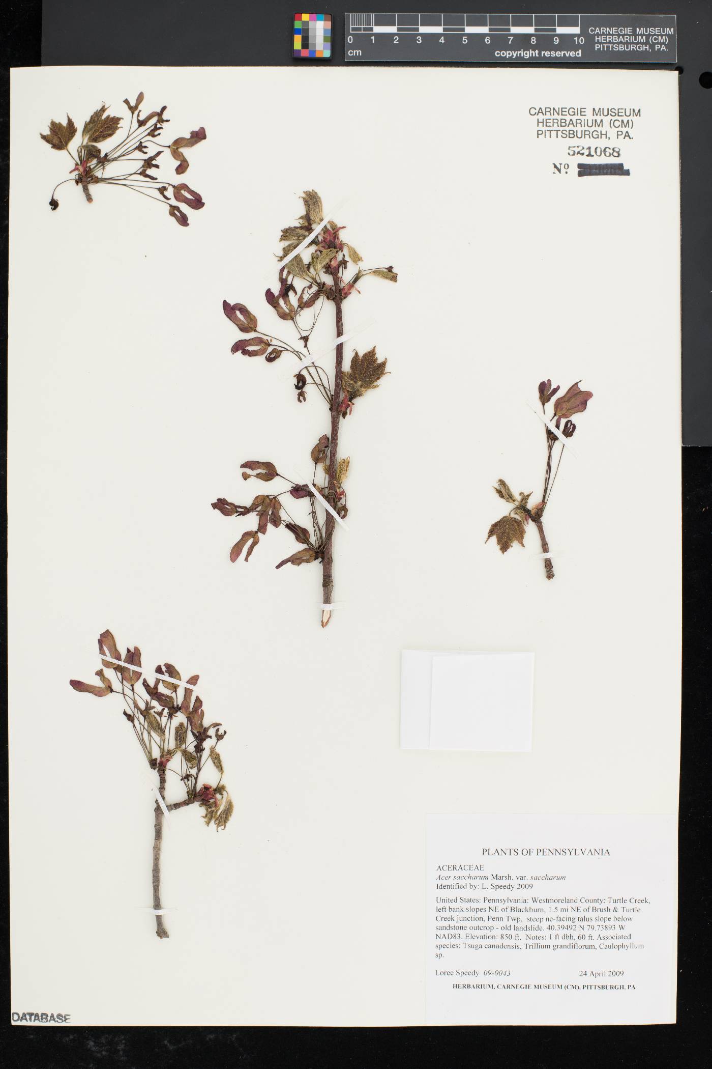 Acer saccharum var. saccharum image