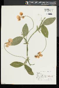 Lathyrus latifolius image