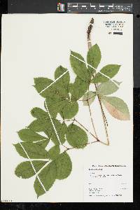 Aralia nudicaulis image