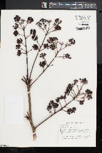 Aralia spinosa image