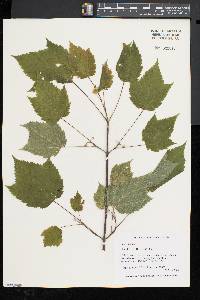 Acer spicatum image