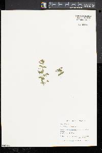 Lysimachia arvensis image