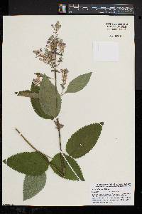 Scutellaria incana image