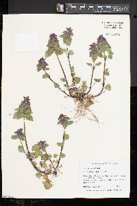 Lamium purpureum image