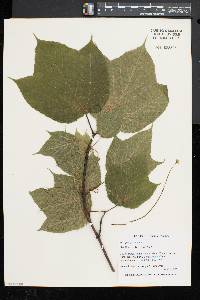 Acer pensylvanicum image