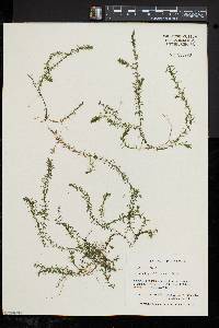 Elodea nuttallii image