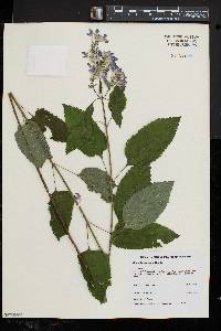 Scutellaria incana image