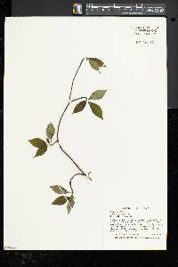 Cornus alternifolia image