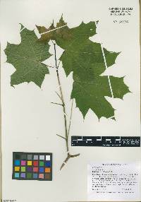 Acer platanoides image